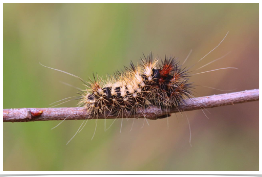 Acronicta longa
Long-Winged Dagger Moth
Winston County, Alabama